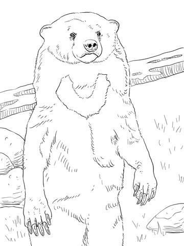 Sun Bear Portrait Coloring Page